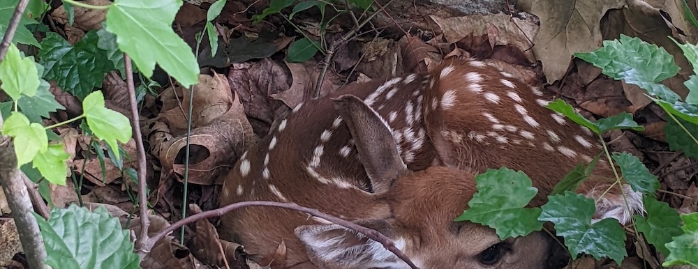 The Fawn and Triples